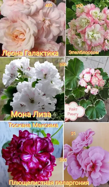 Укоренённые отростки пеларгонии - частное объявление в Тюмень