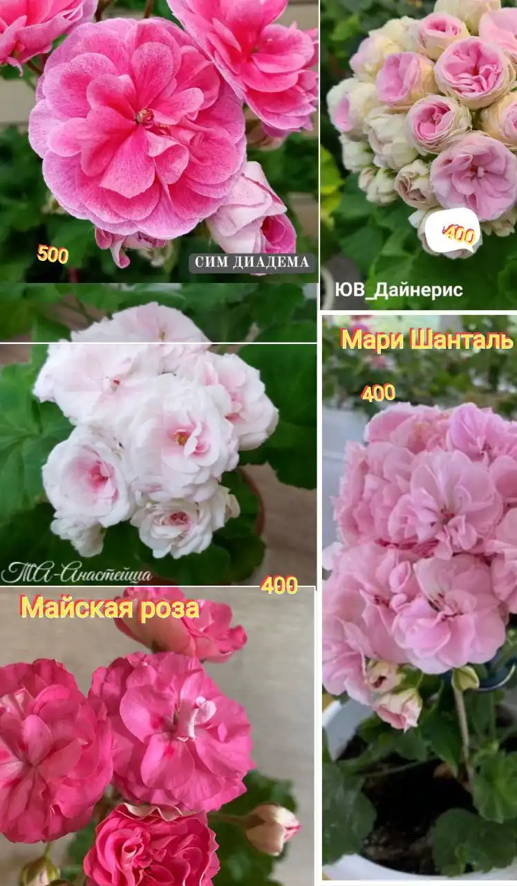 Укоренённые отростки пеларгонии - Растения (Хобби и отдых) в Тюмень