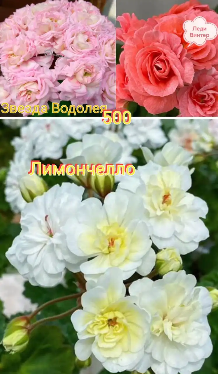 Укоренённые отростки пеларгонии - Растения (Хобби и отдых) в Тюмень