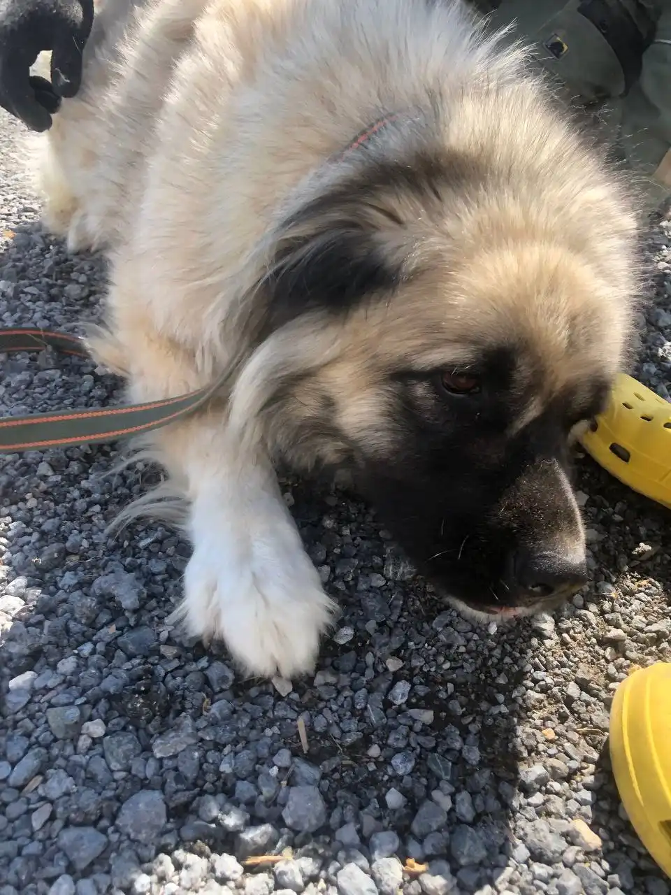Кавказская овчарка девочка ищет дом - Собаки (Животные) в Тюмень