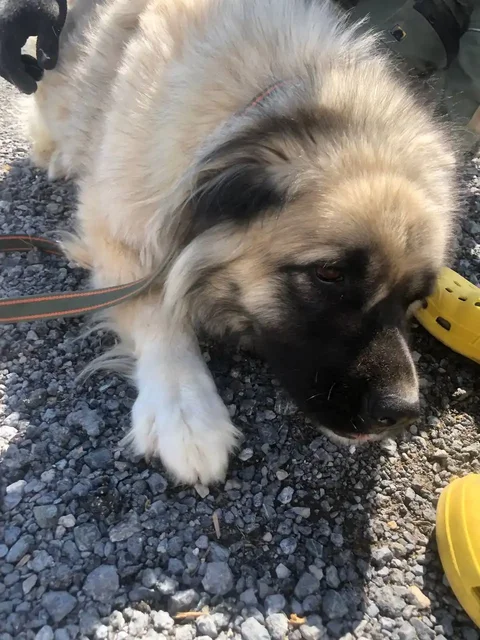 Кавказская овчарка девочка ищет дом - частное объявление в Тюмень