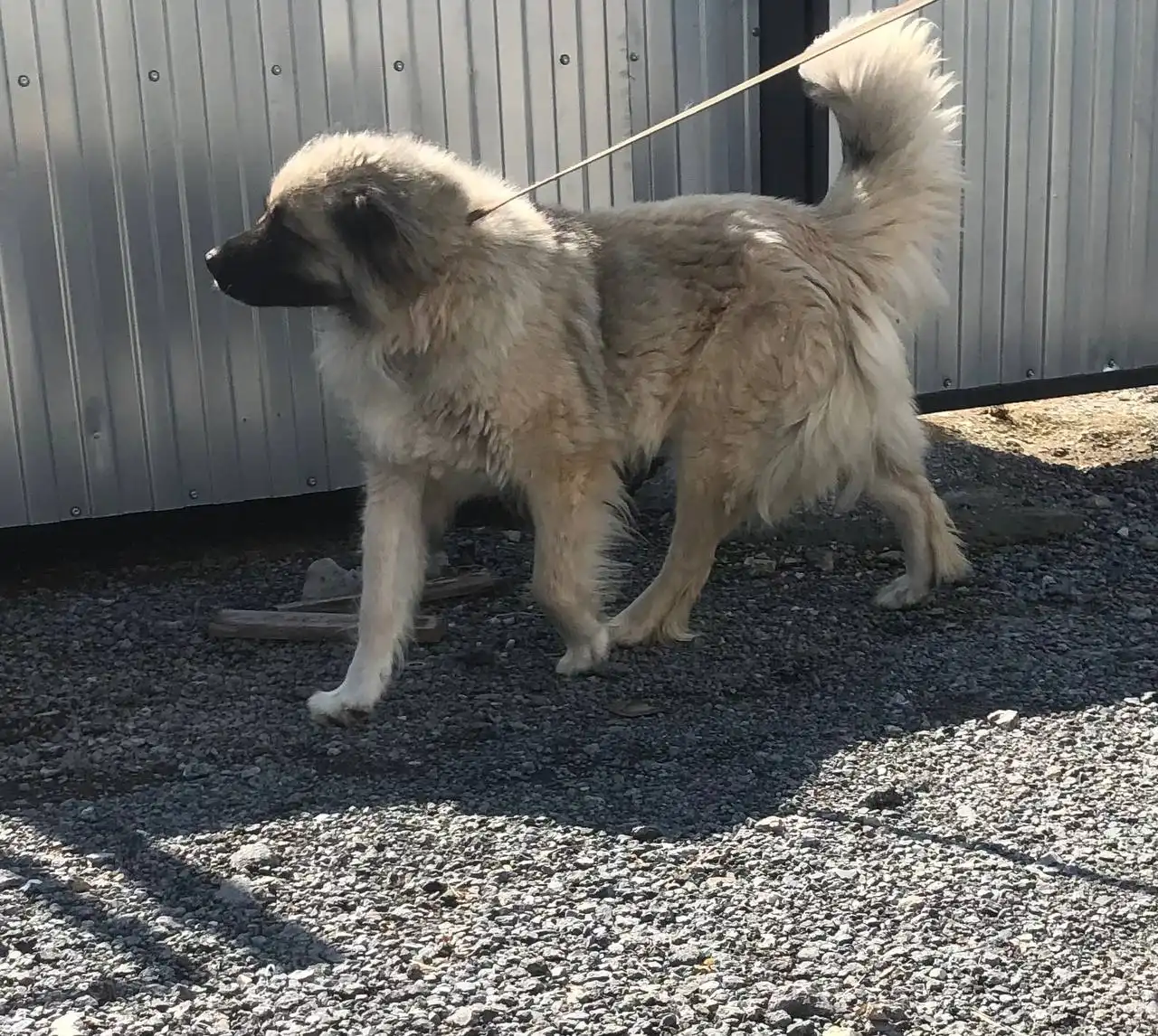 Кавказская овчарка девочка ищет дом - Собаки (Животные) в Тюмень