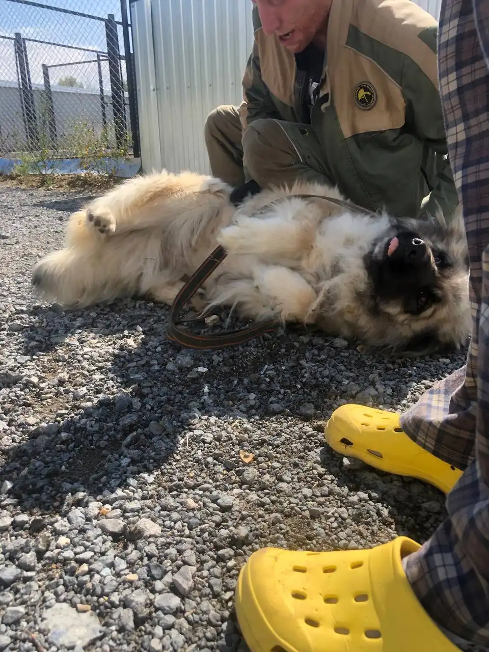 Кавказская овчарка девочка ищет дом - Собаки (Животные) в Тюмень