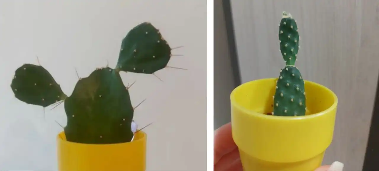 Кактусы опунция 2 вида - Растения (Хобби и отдых) в Тюмень