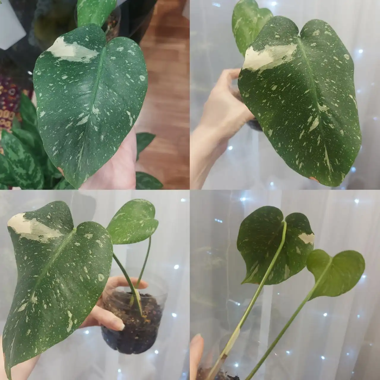 Монстера тайское созвездие в Тюмени - Барахолка в Тюмень