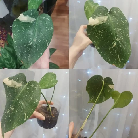 Монстера тайское созвездие в Тюмени - частное объявление в Тюмень