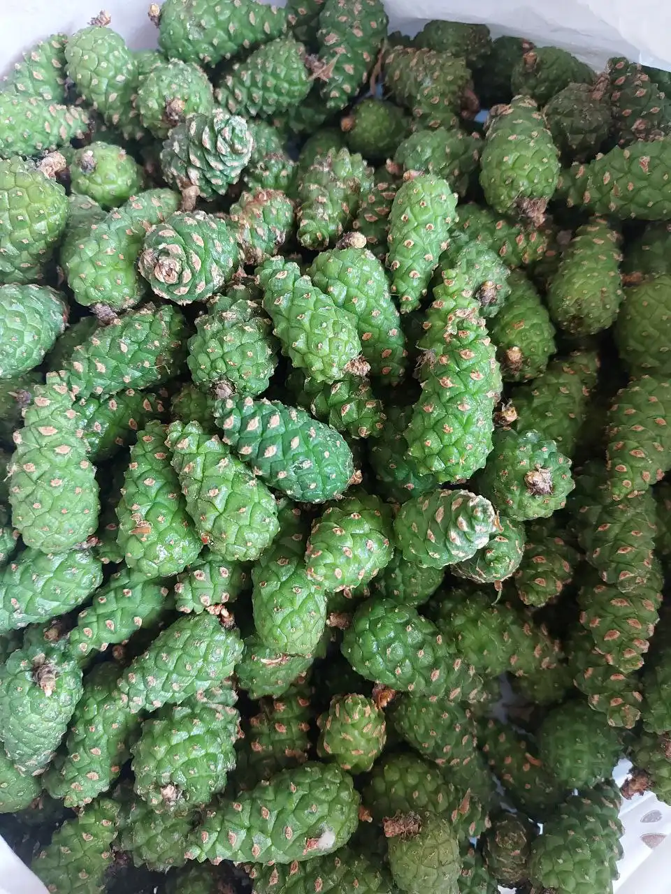 Продажа сосновой шишки заморозки в Тюмени - Барахолка в Тюмень