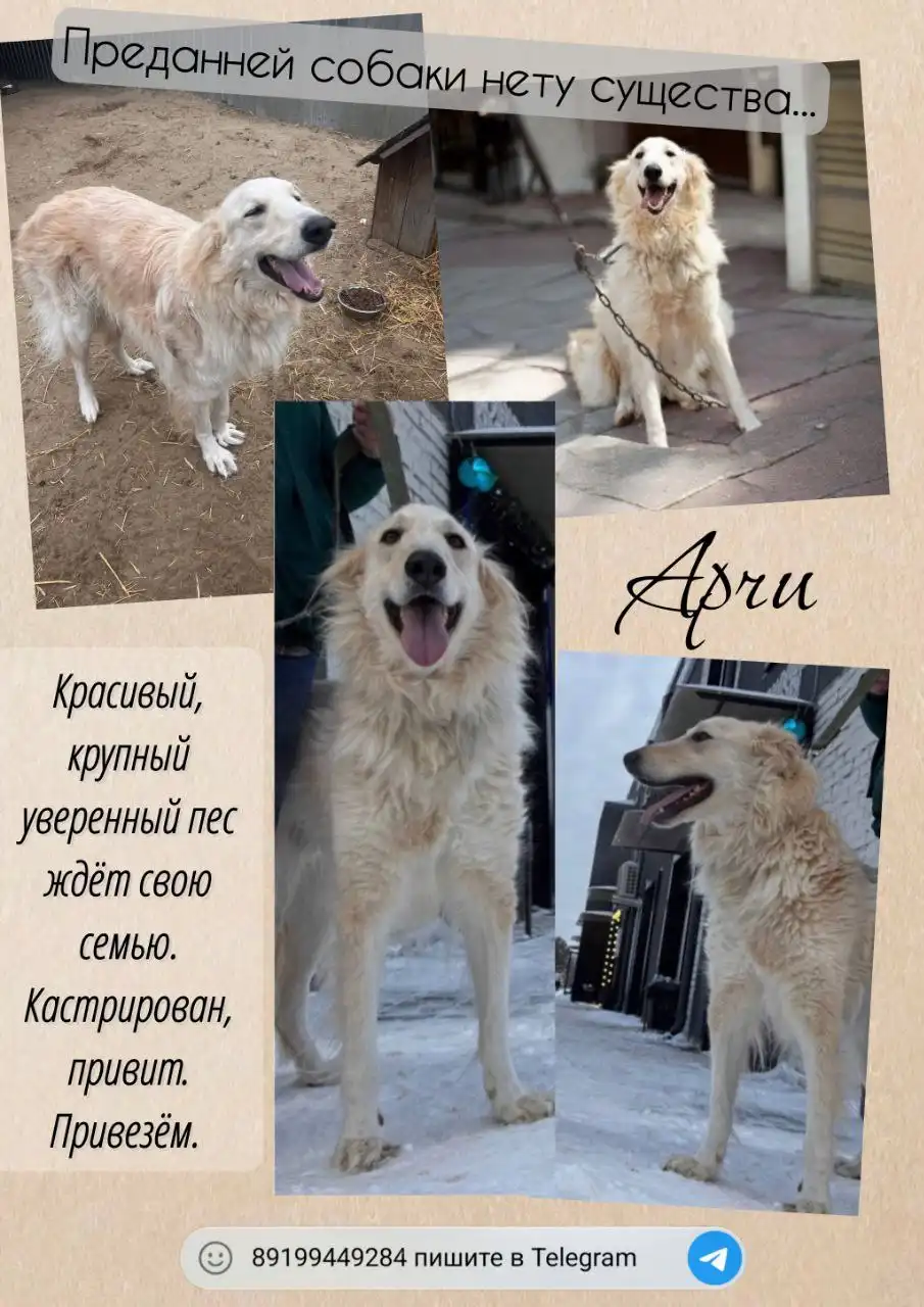 Продажа щенка породы Арчи в Тюмени - Собаки (Животные) в Тюмень