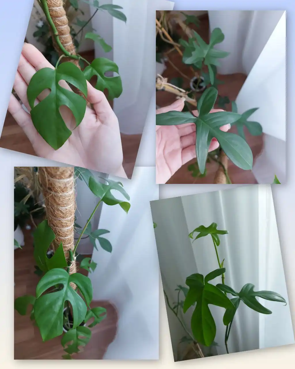 Черенки филодендрона и монстеры для самоукоренения - Растения (Хобби и отдых) в Тюмень