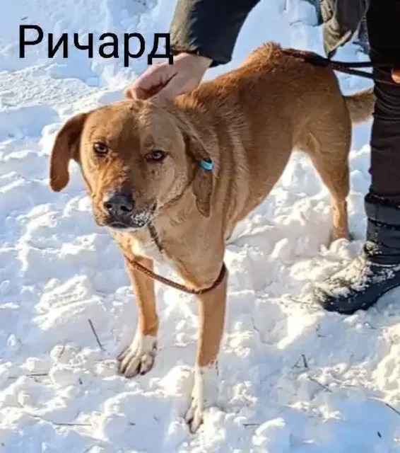 Щенок Ричард для охраны в Тюмени - частное объявление в Тюмень