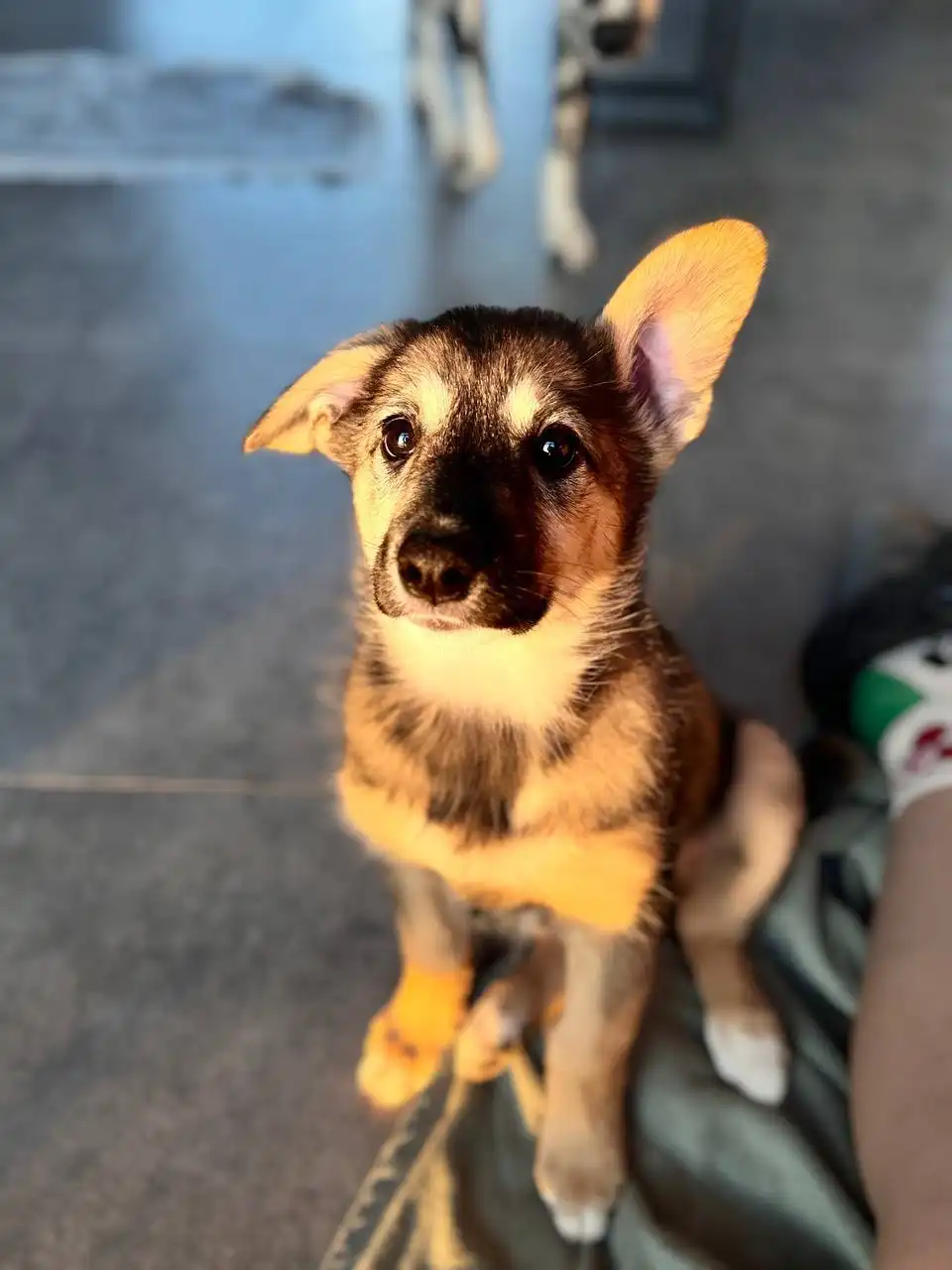 Щенок Тэя ищет дом - Собаки (Животные) в Тюмень