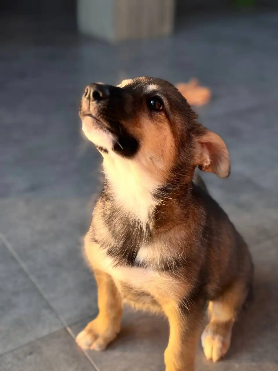 Щенок Тэя ищет дом - Собаки (Животные) в Тюмень