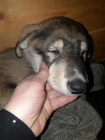 Пропал щенок с улицы Папанинцев 55 - частное объявление в Тюмень