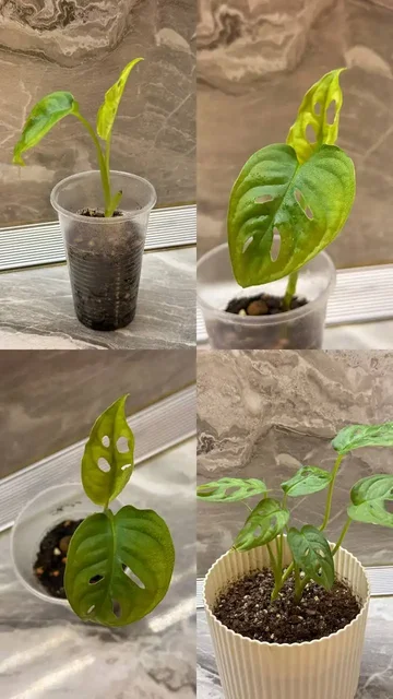 Продам комнатные цветы в Тюмени - частное объявление в Тюмень