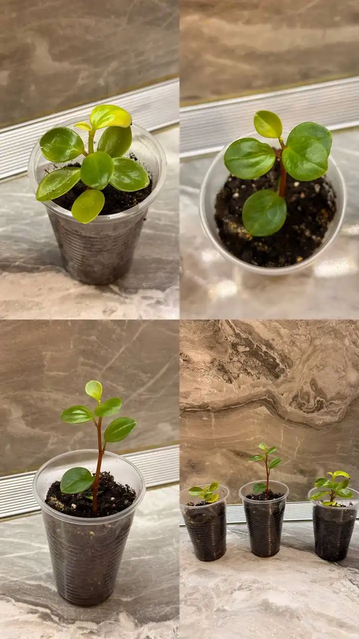 Продам комнатные цветы в Тюмени - Комнатные растения (Хобби и отдых) в Тюмень