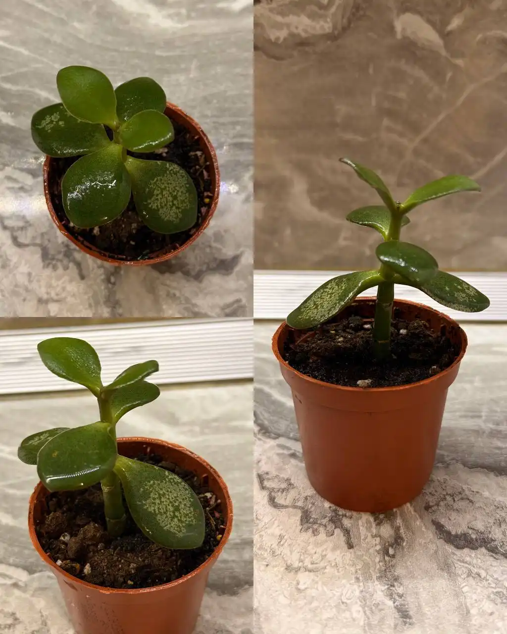 Продам комнатные цветы в Тюмени - Комнатные растения (Хобби и отдых) в Тюмень