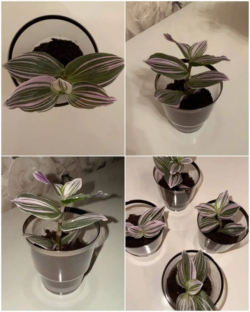 Продам комнатные цветы в Тюмени - Комнатные растения (Хобби и отдых) в Тюмень