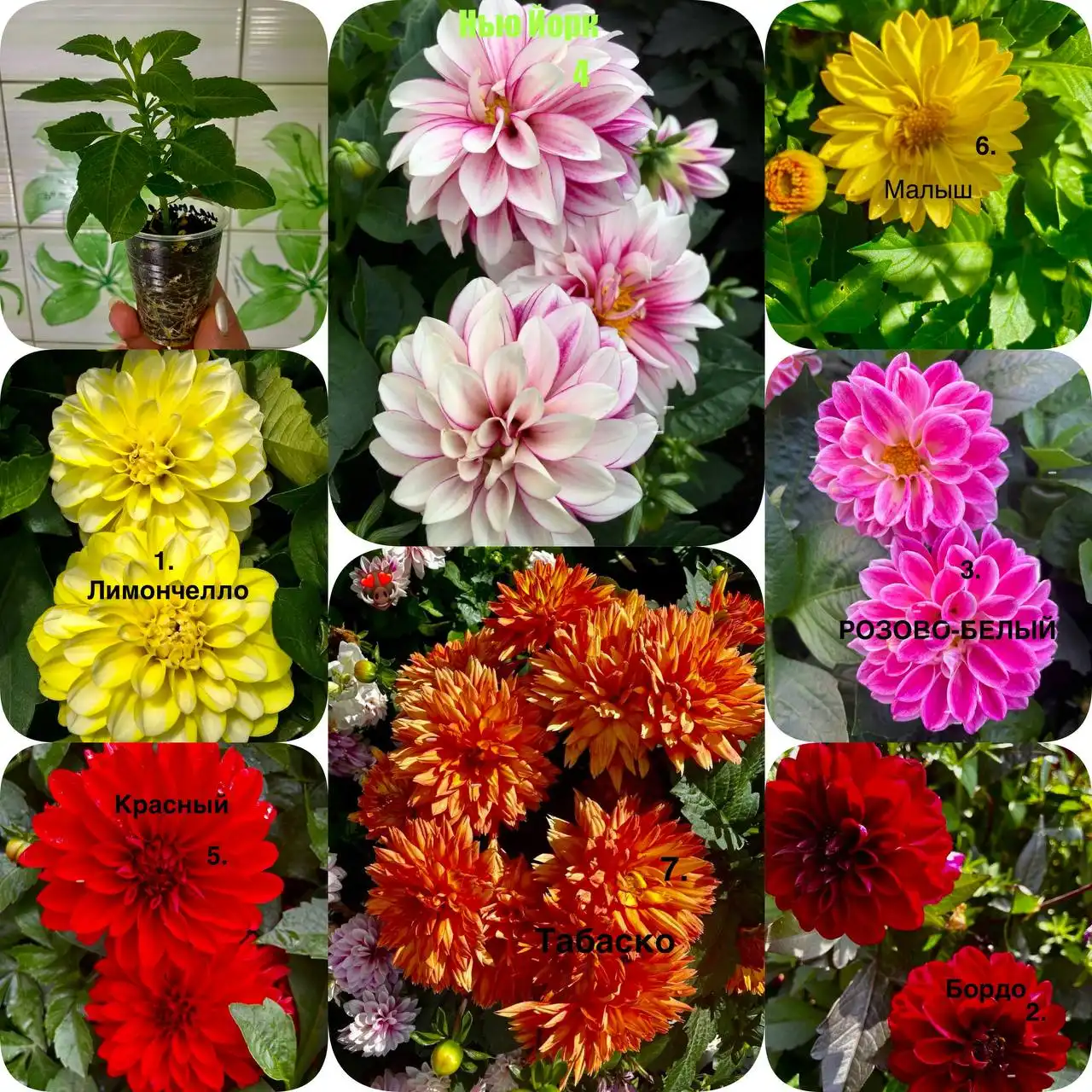 Продам укорененные черенки вегетативных низкорослых георгин - Растения (Хобби и отдых) в Тюмень