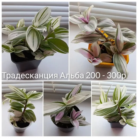 Продажа традесканции нескольких сортов - Поиск людей в Тюмень