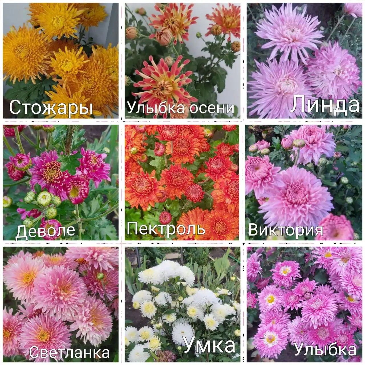 Саженцы корейской зимующей хризантемы в Тюмени - Садоводство (Хобби и отдых) в Тюмень