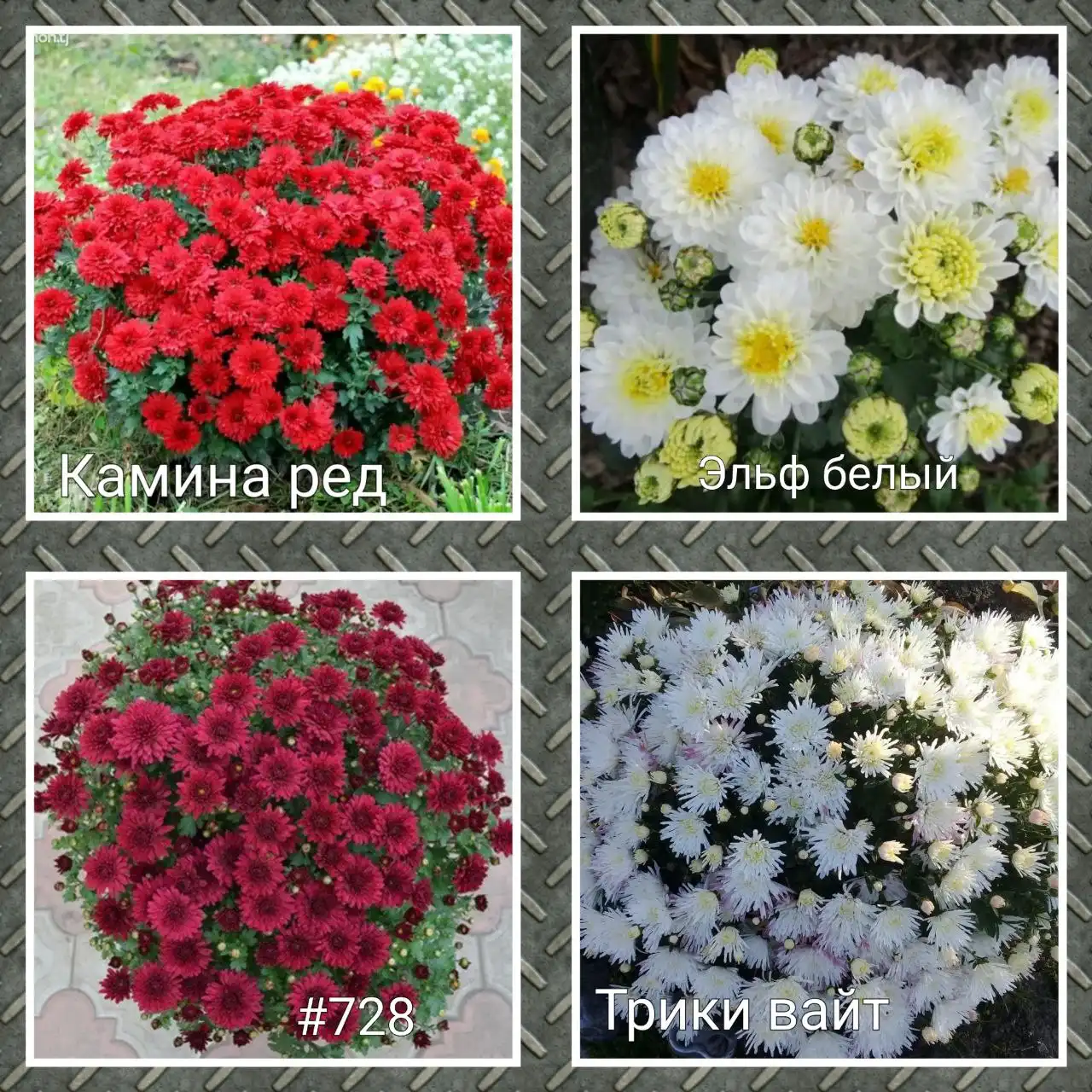 Хризантема мультифлора в стаканах 0,2л - Растения (Барахолка) в Тюмень