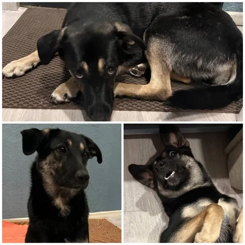 Ищем дом для молодой собаки - Собаки в Тюмень