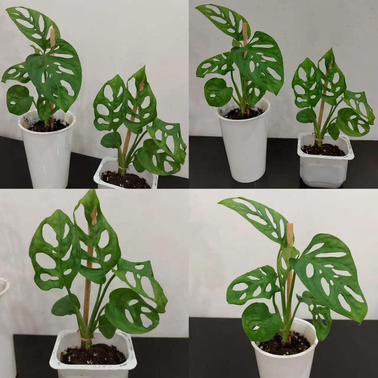 Монстера манки маск подрощеные, пышные с крупными листьями - Растения (Хобби и отдых) в Тюмень