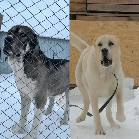 Алабаи для охраны ферм и хозяйств - Собаки в Тюмень