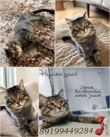 Кот Стриж - Сельскохозяйственные животные в Тюмень