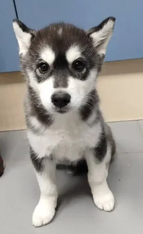 Щенок Соня 3 месяца в поисках дома - Собаки в Тюмень