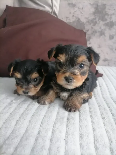 Щенки йоркширского терьера в Тюмени - Собаки в Тюмень