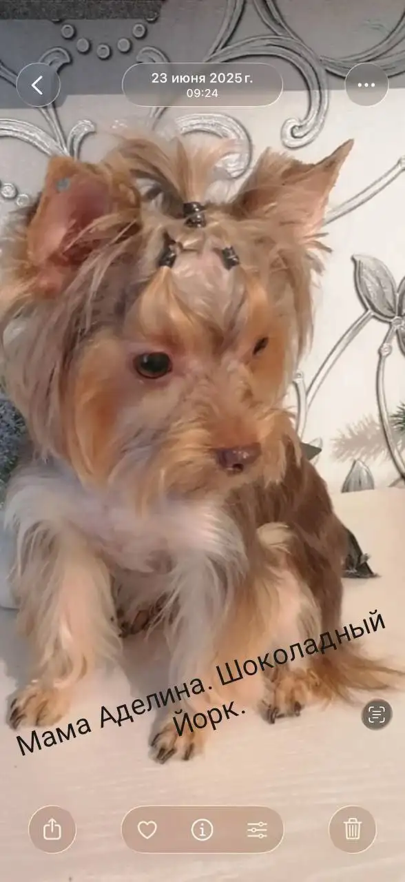 Щенки йоркширского терьера мини - Собаки (Животные) в Тюмень