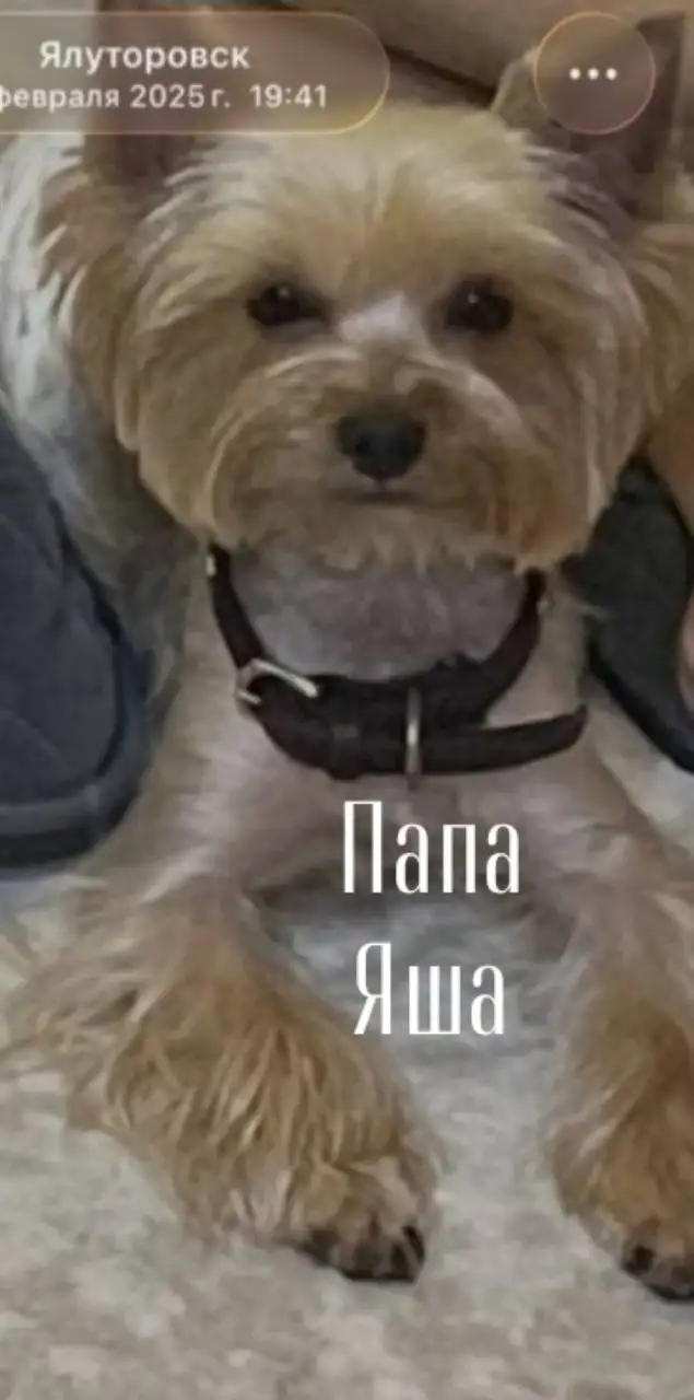 Щенки йоркширского терьера мини - Собаки (Животные) в Тюмень