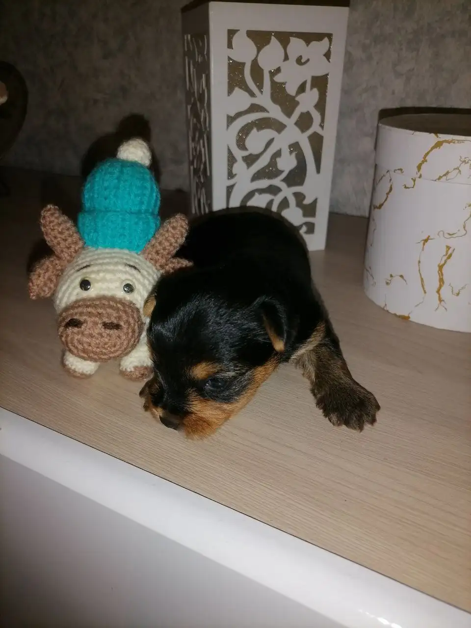 Щенки йоркширского терьера мини - Собаки (Животные) в Тюмень