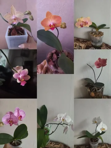 Продажа орхидей - Сельхозтовары в Тюмень