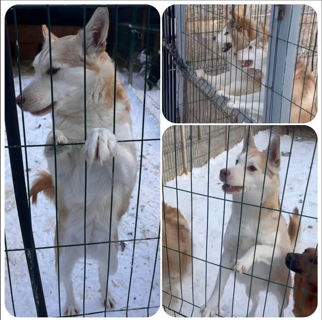 Аляска в поисках дома - Собаки (Животные) в Тюмень