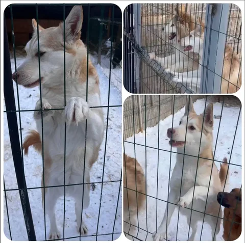 Аляска в поисках дома - Животные в Тюмень