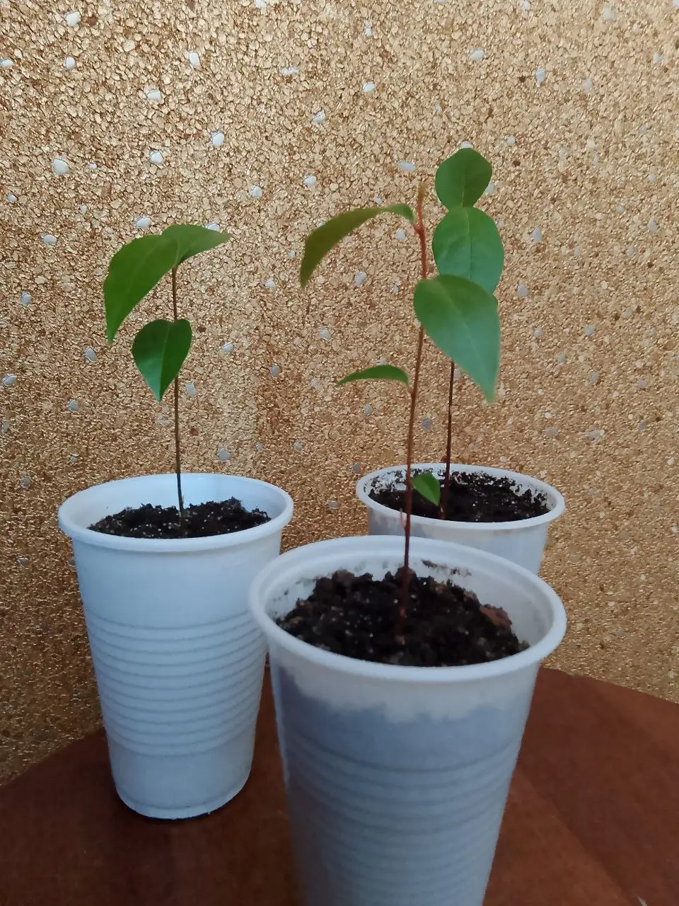 Лавр благородный - Барахолка в Тюмень