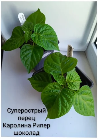 Продажа перцев Каролина Рипер и Скорпион Тринидад Ред в Тюмени - Мыло ручной работы в Тюмень