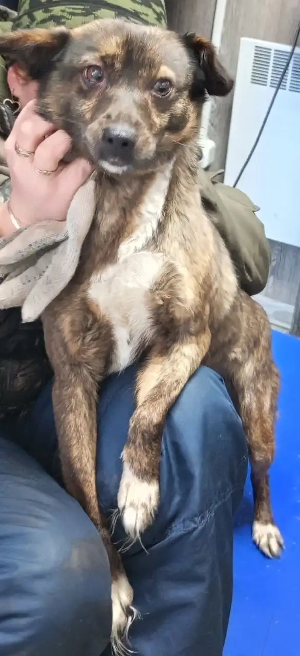 Собака из приюта нуждается в доме - Собаки (Животные) в Заводоуковск