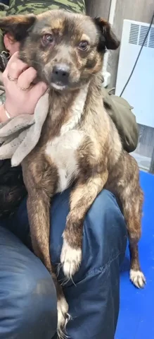 Собака из приюта нуждается в доме - частное объявление в Заводоуковск