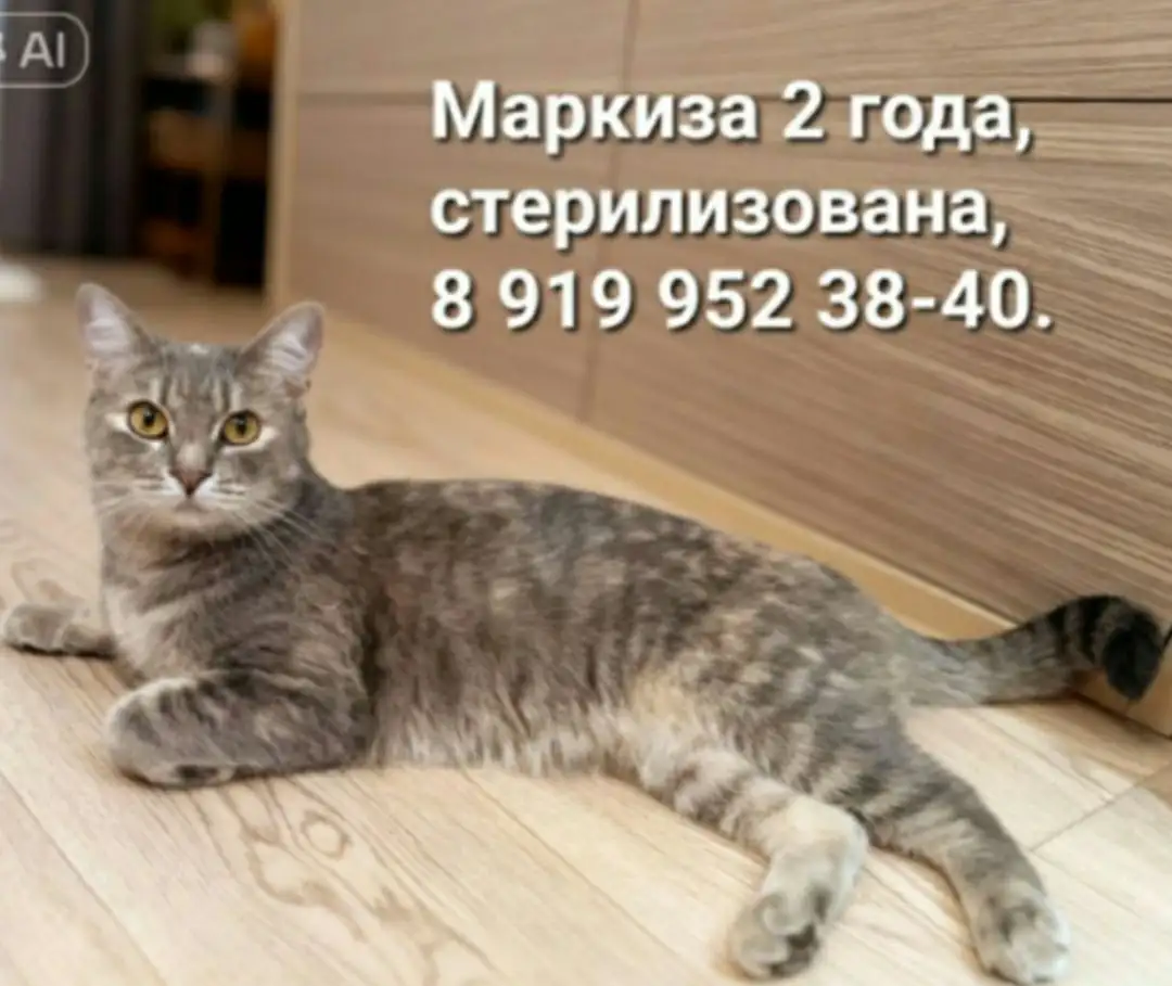 Кошечка Маркиза ищет новый дом - Кошки (Животные) в Тюмень