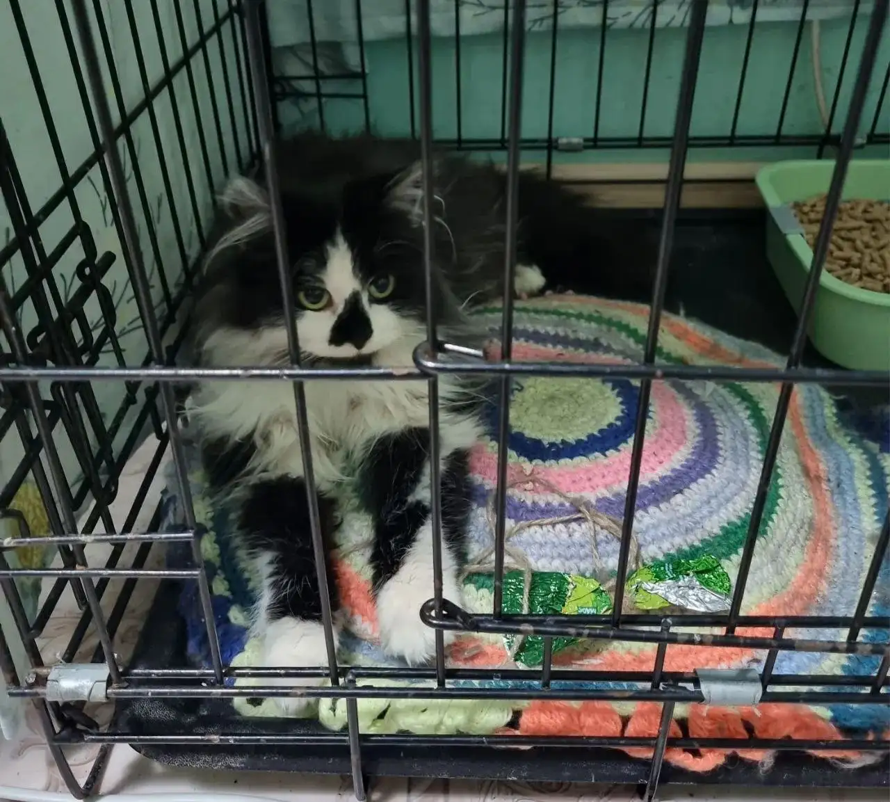 Котенок ищет дом в Тюмени - Кошки (Животные) в Тюмень