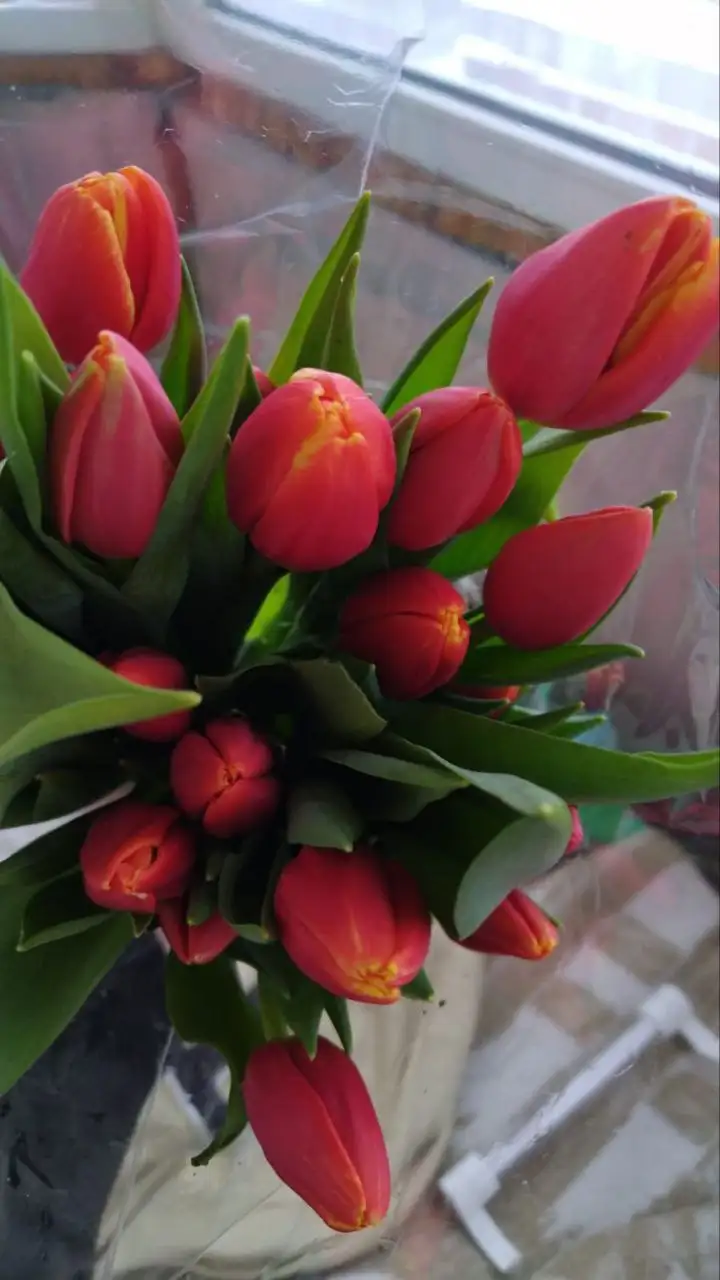 Заказ тюльпанов на 8 марта - Цветы (Хобби и отдых) в Тюмень