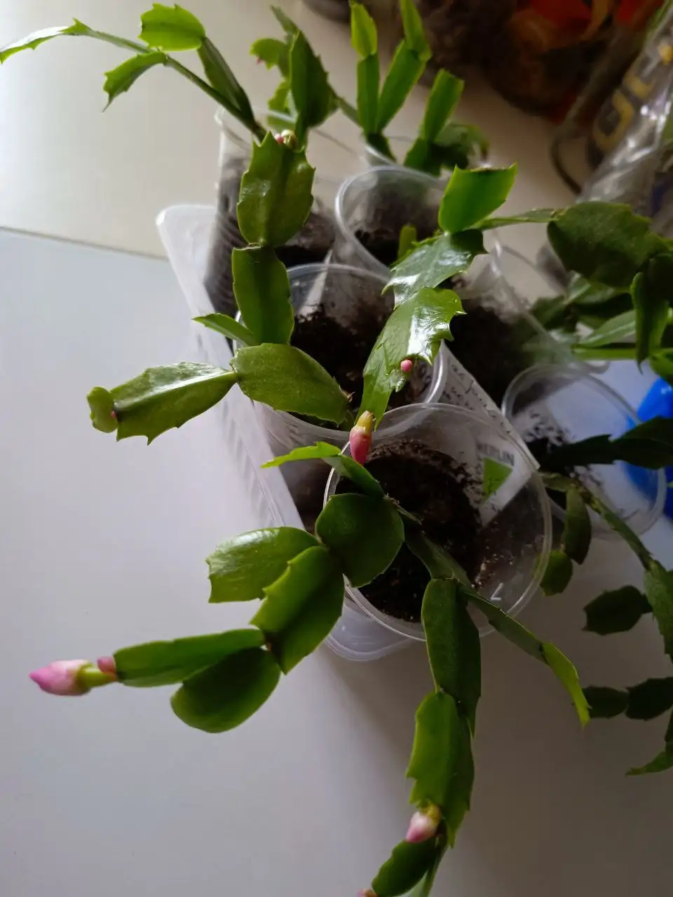 Продажа продуктов: декабристы, варенье, топинамбур, тыква - Продукты питания (Барахолка) в Тюмень