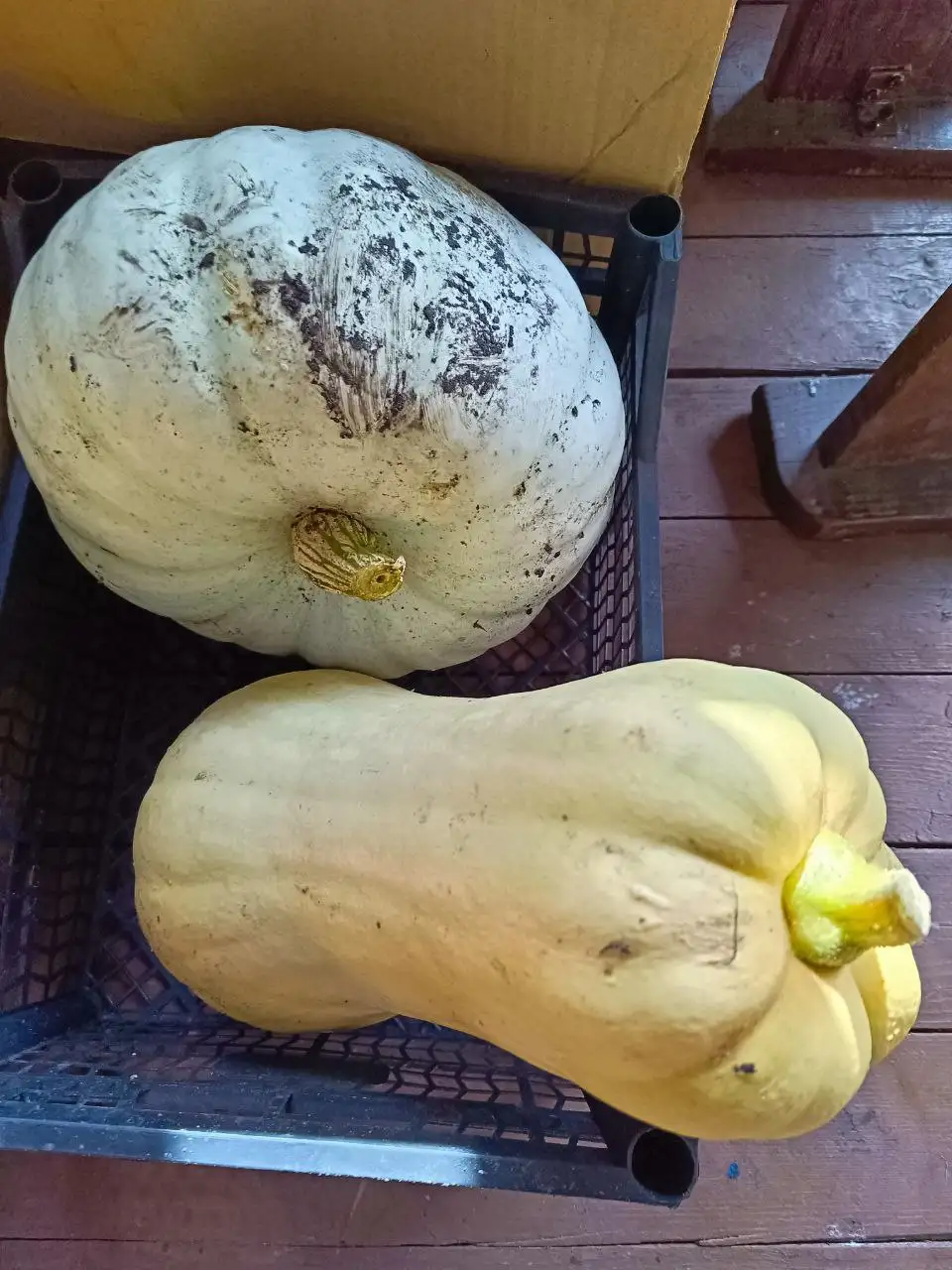 Продажа продуктов: декабристы, варенье, топинамбур, тыква - Продукты питания (Барахолка) в Тюмень