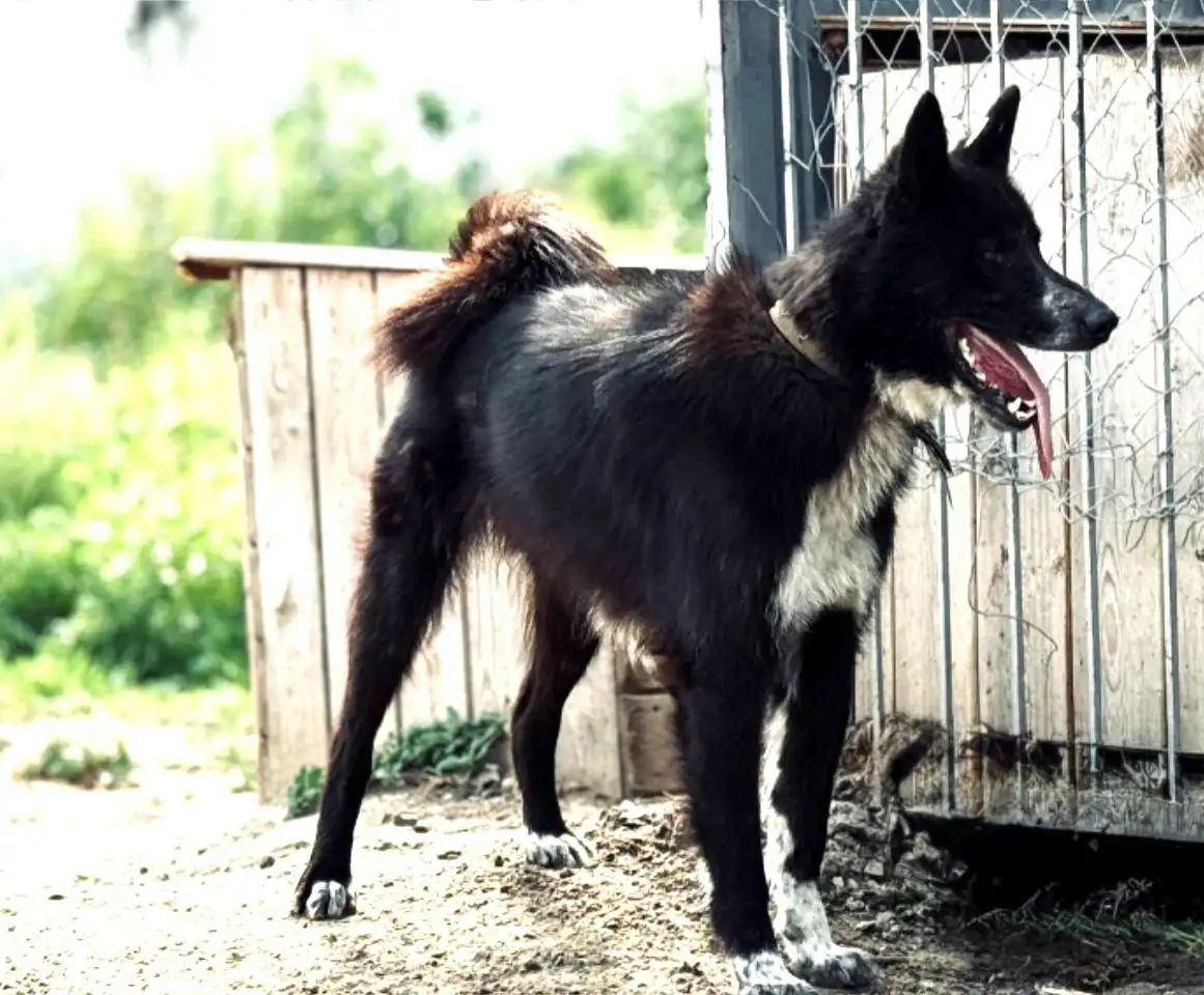 Красавчик Карат - молодая собака ищет дом и семью - Собаки (Животные) в Тюмень