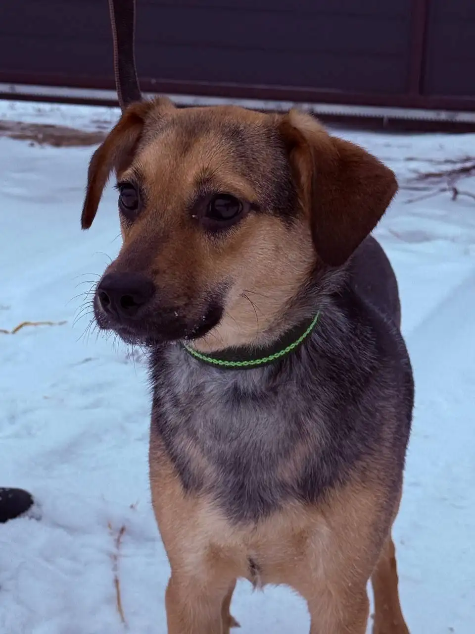 Маша, 11 мес, 40 см, 18 кг, стерилизована, привита ищет дом - Кошки (Животные) в Тюмень