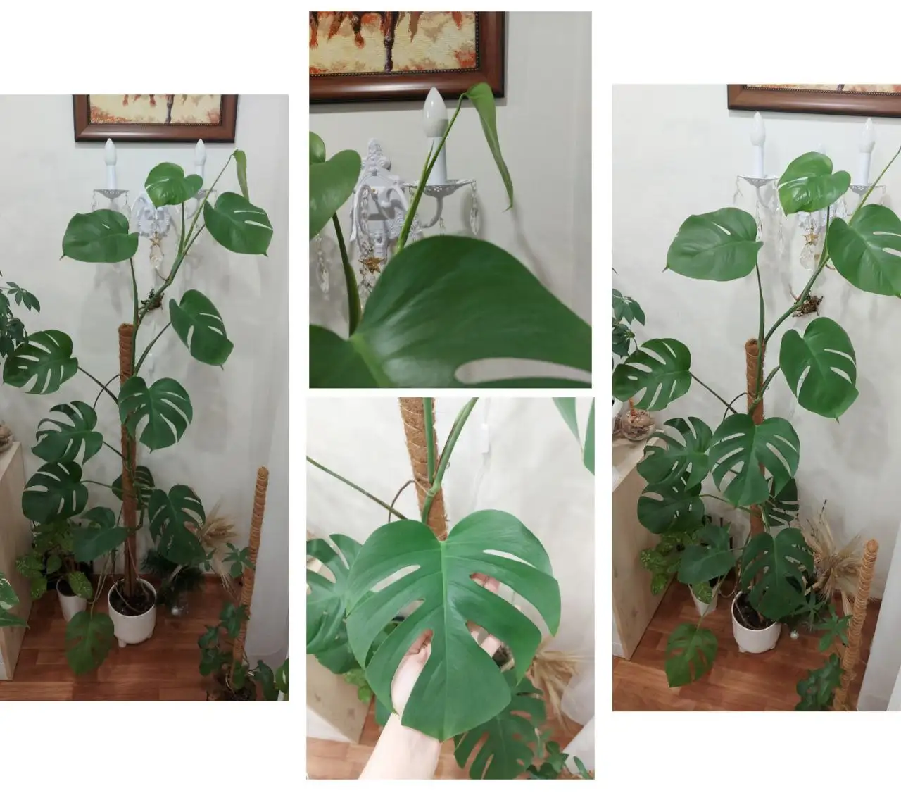 Продажа молодой монстеры высотой 170 см - Растения (Барахолка) в Тюмень