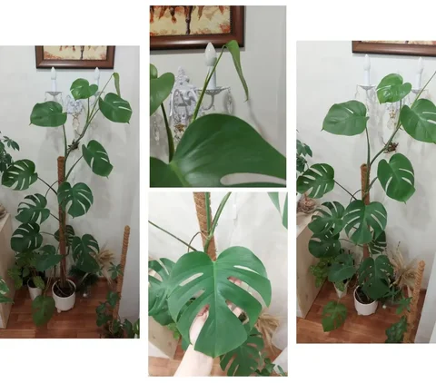 Продажа молодой монстеры высотой 170 см - Рукоделие/Хендмейд в Тюмень
